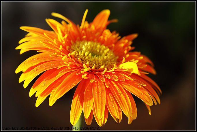 DPP菊花JPE0064.jpg