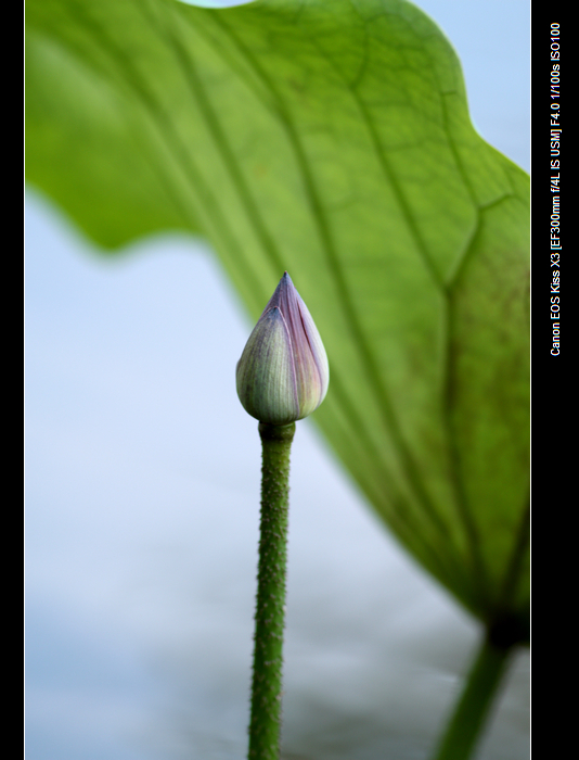 nEO_IMG_20110912植物园2934.jpg