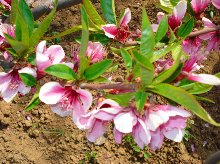 DSC03592_副本.jpg