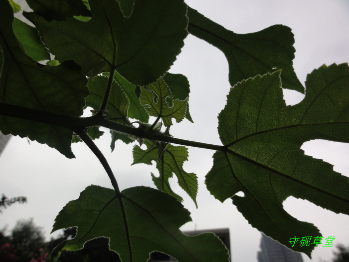 DSC07349.jpg