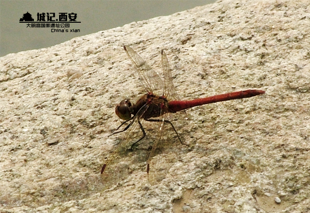 DSCF8140.JPG