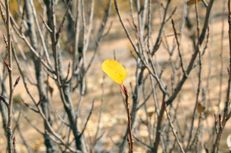 DSC_0081_副本.jpg