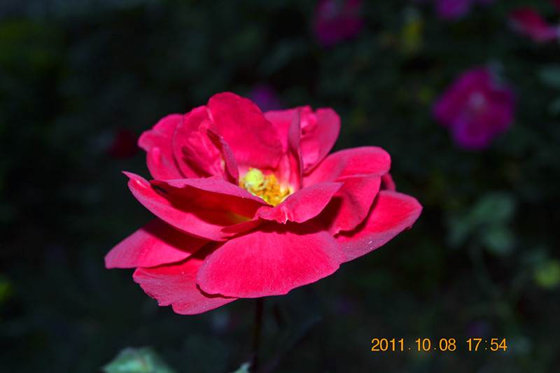 DSC_0006_副本.jpg