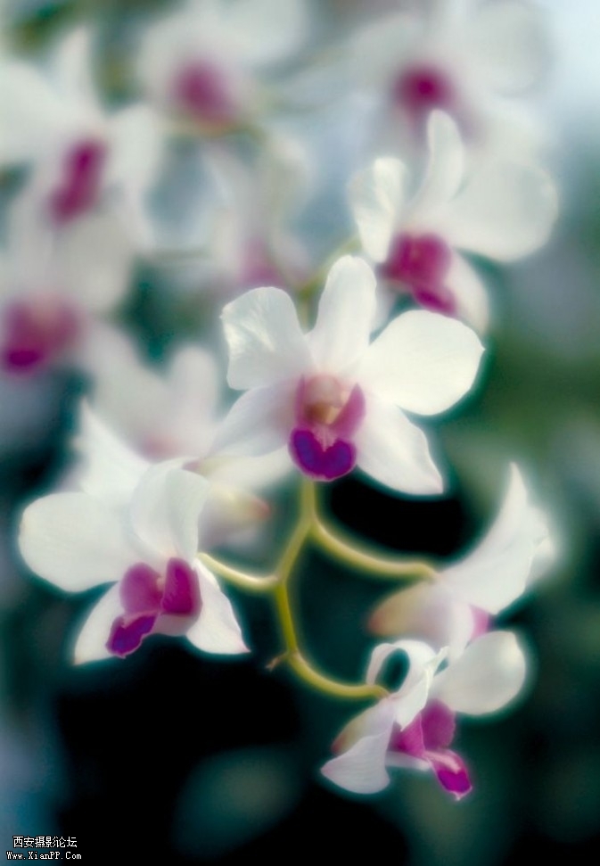 flowers171-673x971.jpg