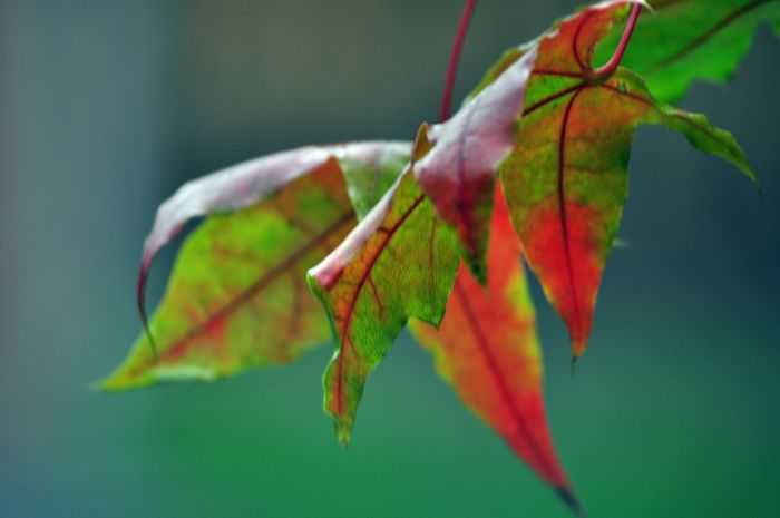 DSC_072415.jpg