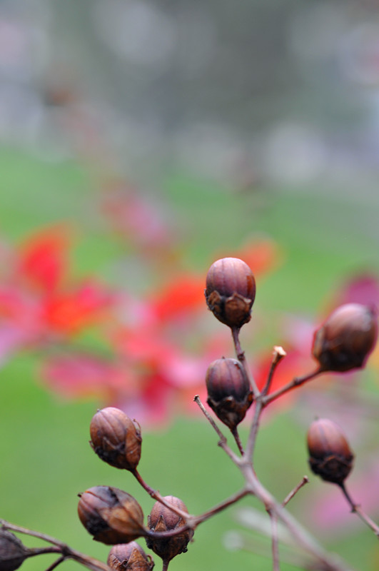 DSC_0111_副本.jpg