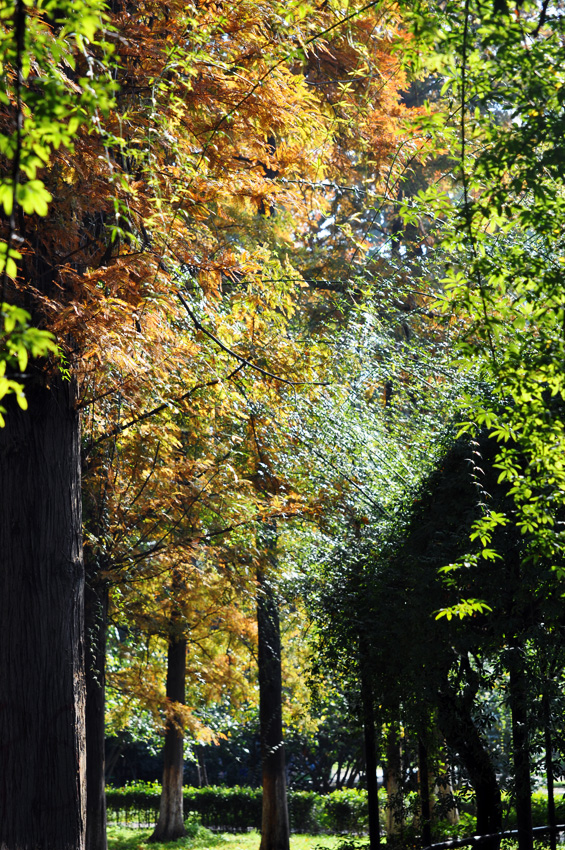 DSC_0063.jpg