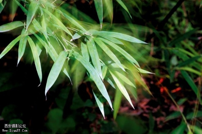 plant6-673x448.jpg