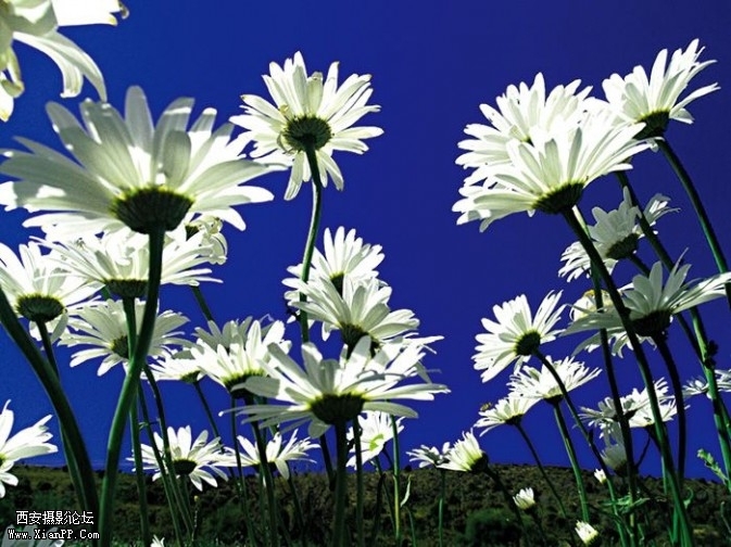 plant4-673x504.jpg