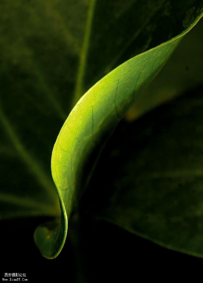 plant9-673x937.jpg