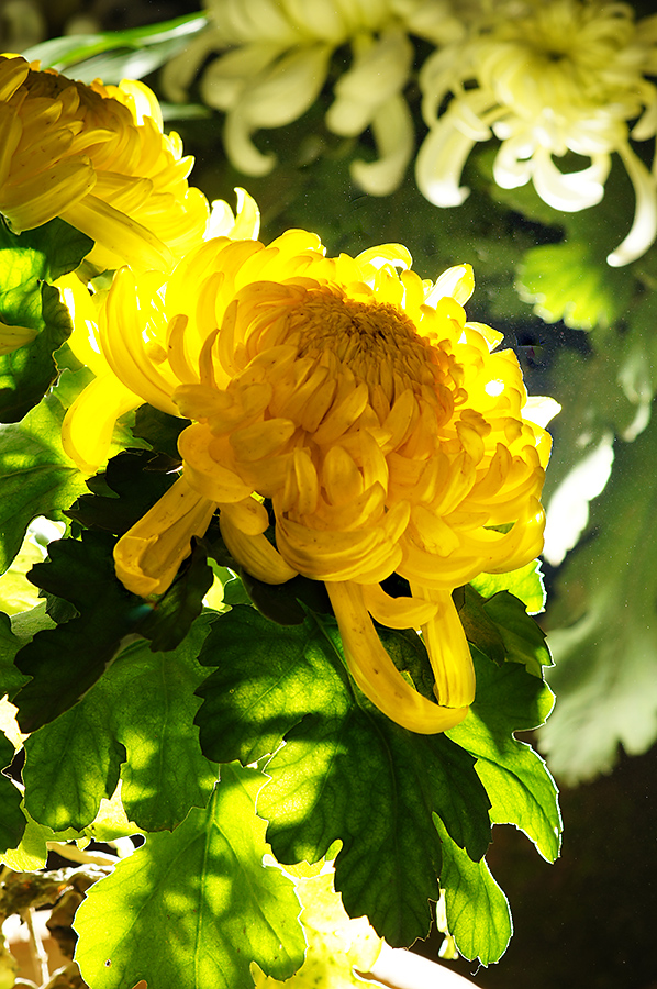 DSC09867.jpg