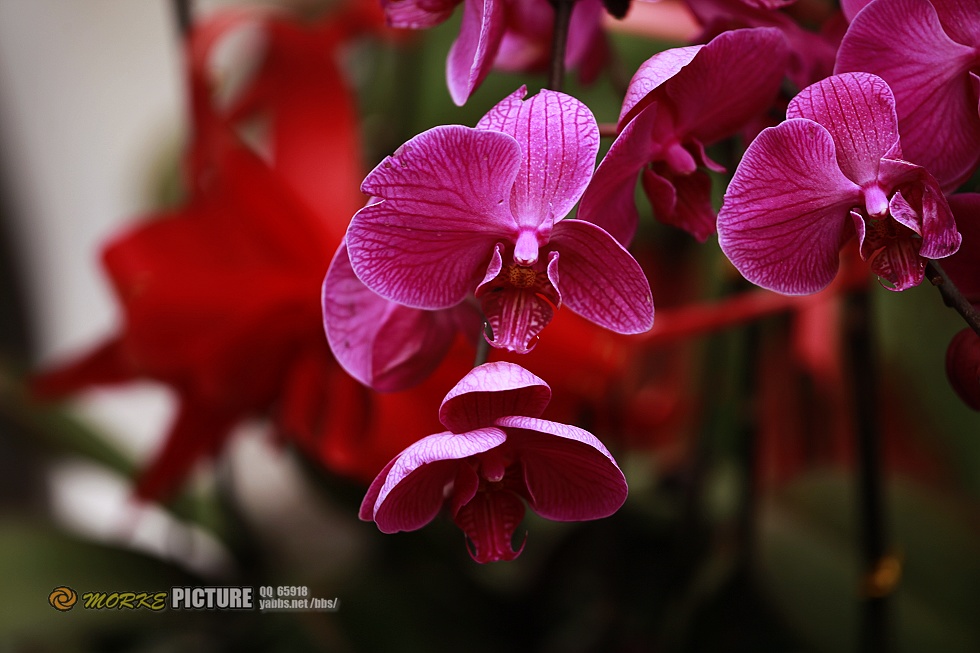 _MG_8368a.jpg