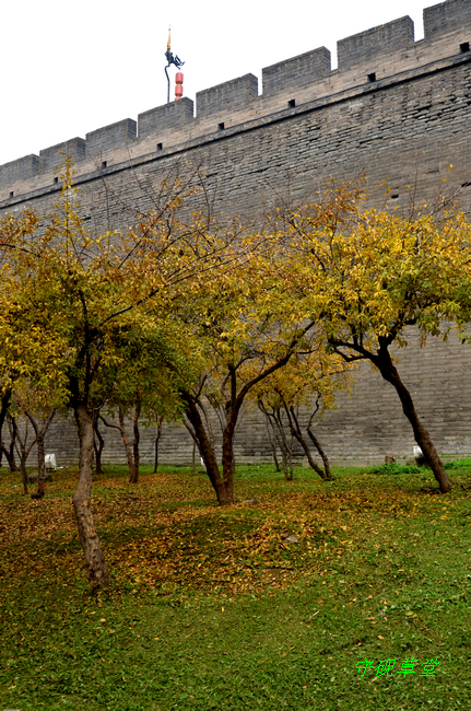 DSC_1005.jpg