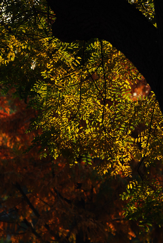 DSC_3776.jpg