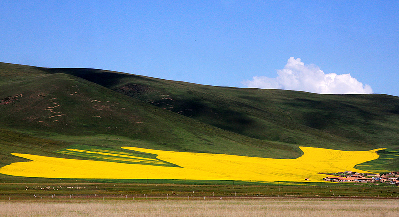 QINGHAI 579A.jpg