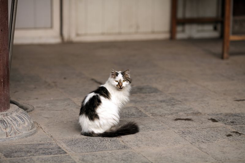 nEO_IMG_1126清静的青龙寺7174.jpg