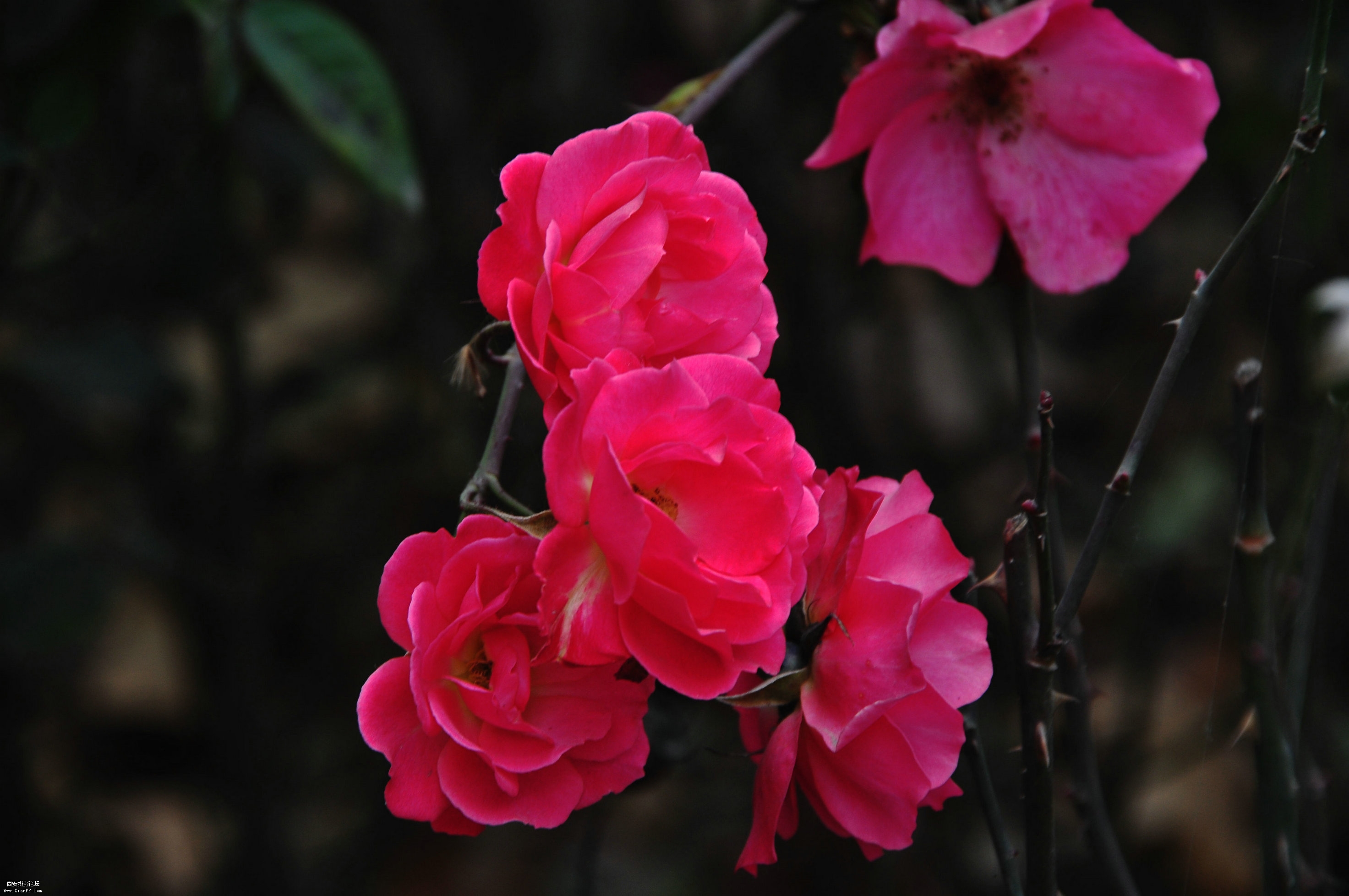 DSC_3818.JPG