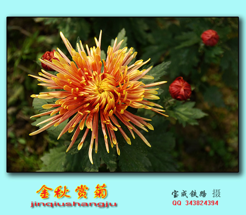 赏菊.jpg