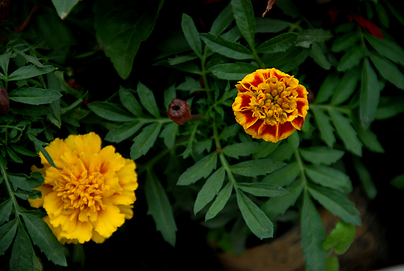 花卉 (1).jpg