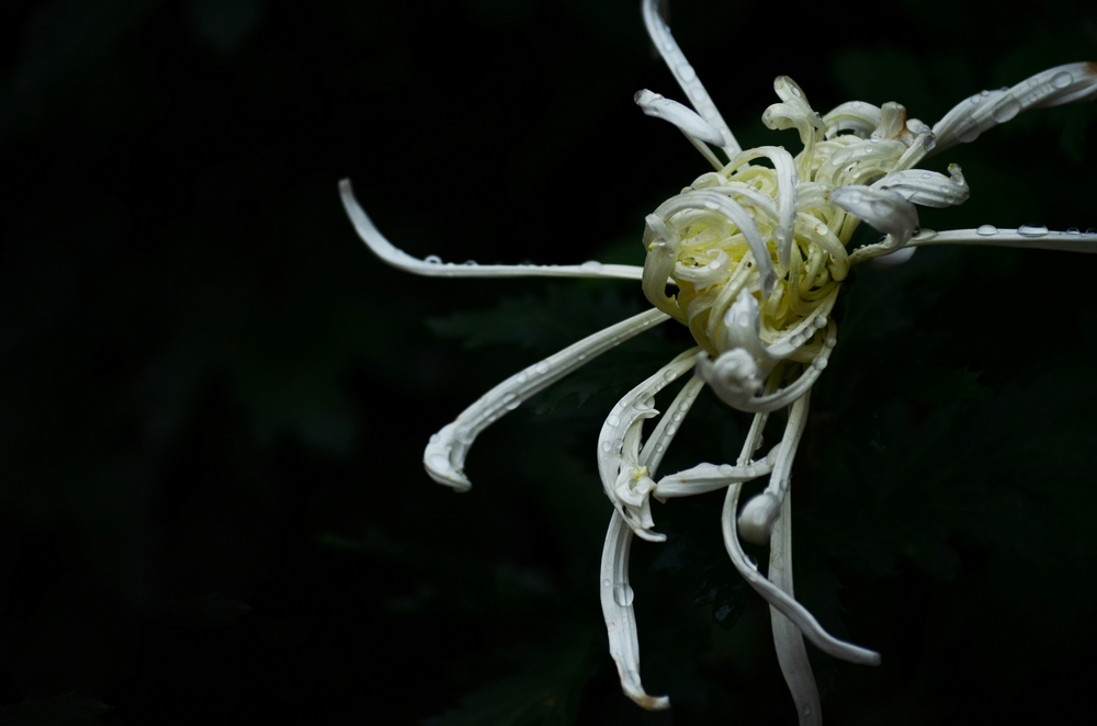 DSC_0092.jpg