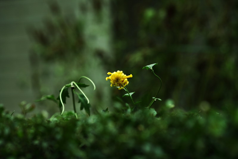12147636_调整大小.JPG