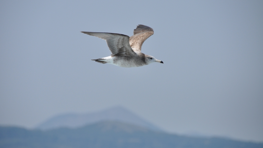 DSC_1303.jpg