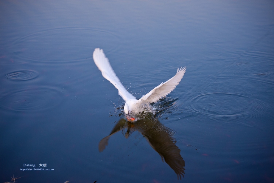 DSC_27811.jpg