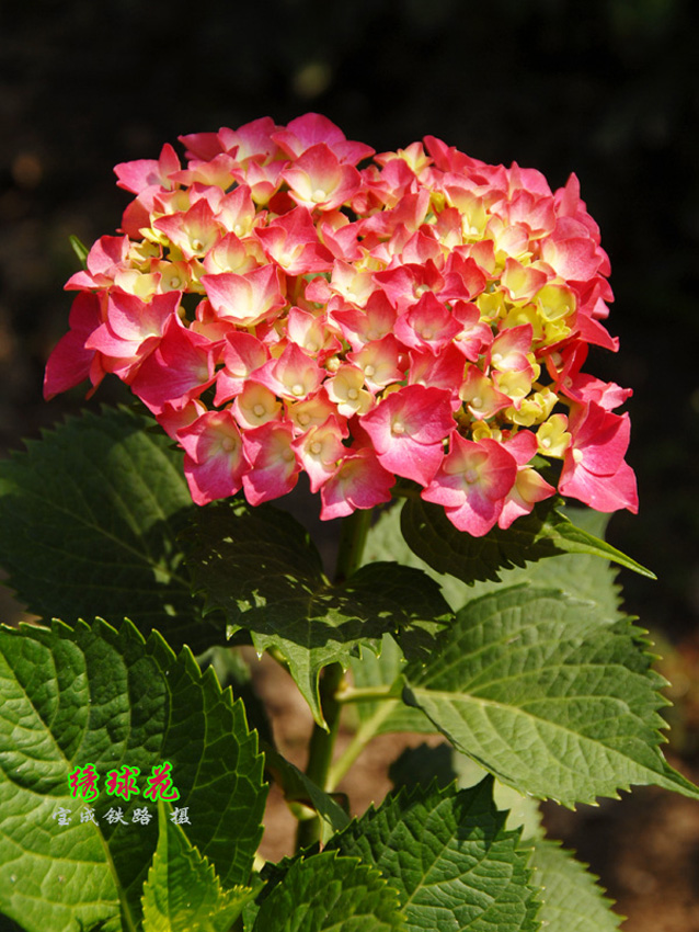 绣球花2.jpg