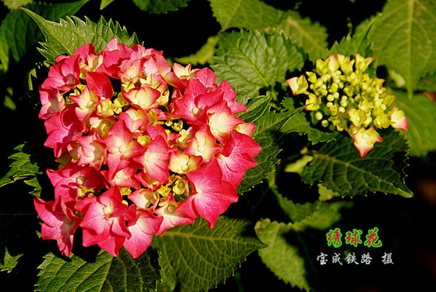 绣球花3.jpg