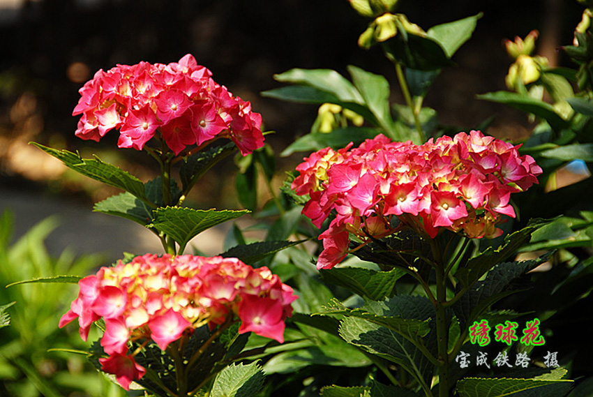 绣球花4.jpg