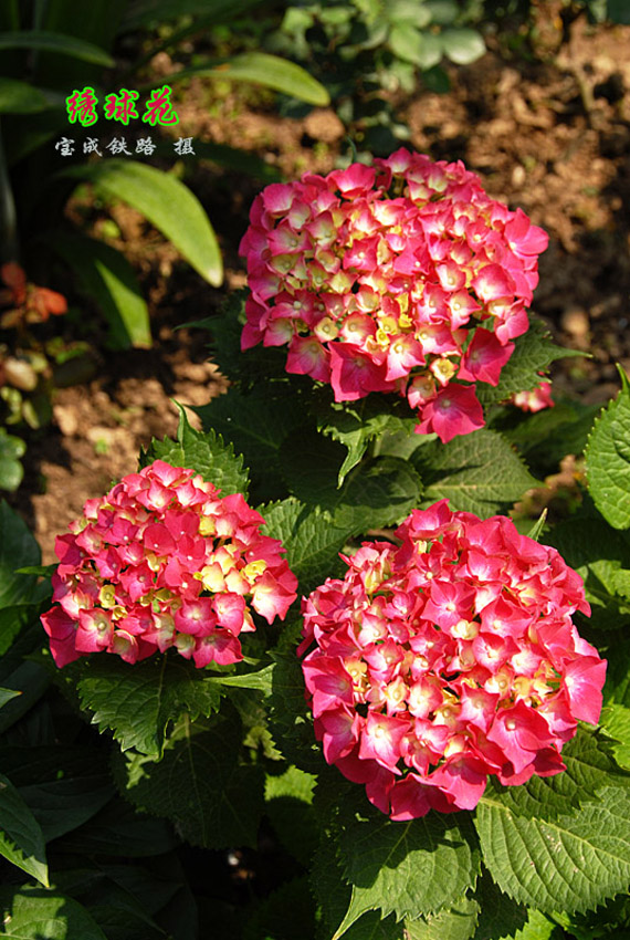 绣球花5.jpg
