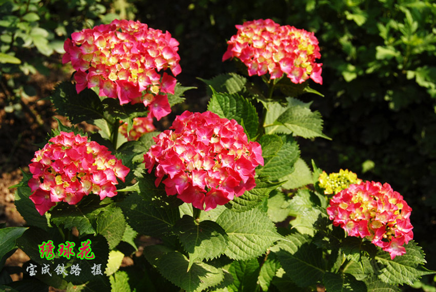 绣球花6.jpg