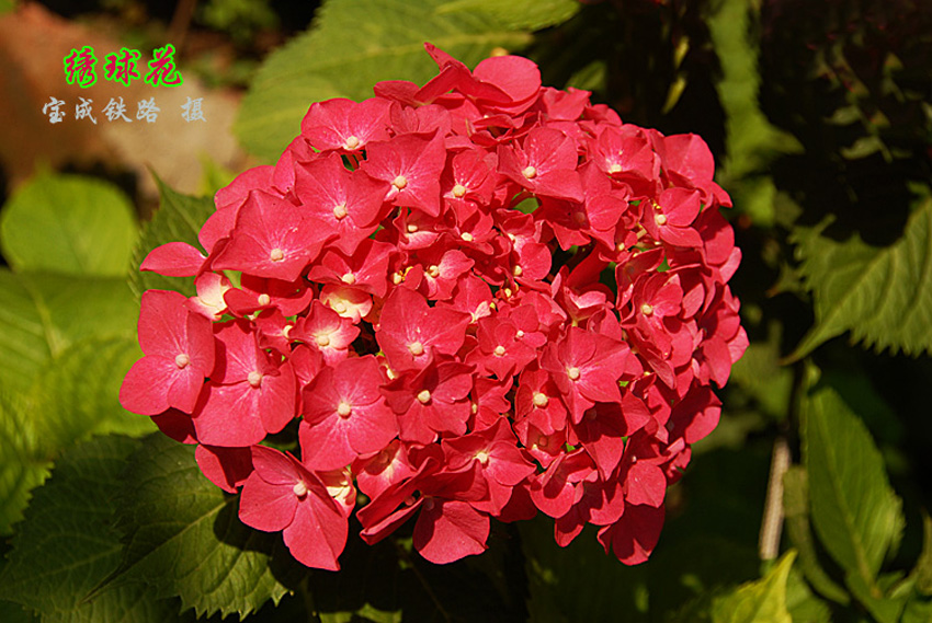 绣球花7.jpg