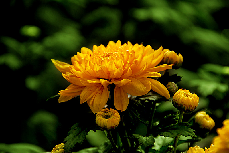 秋菊 (7).jpg