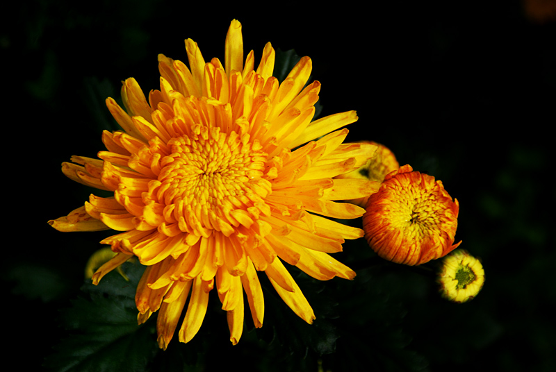 秋菊 (11).jpg