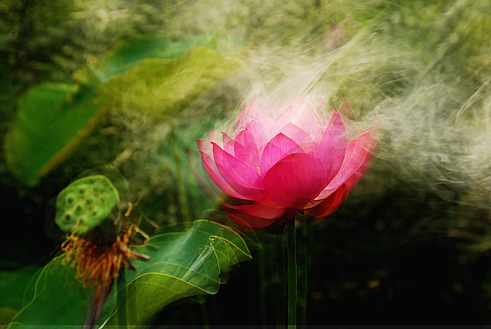 荷花1.jpg
