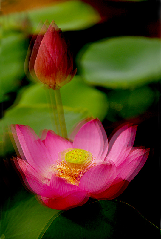 荷花5.jpg