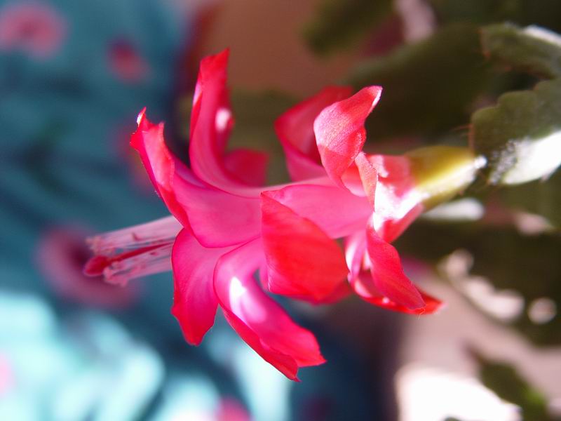 DSC04715.JPG