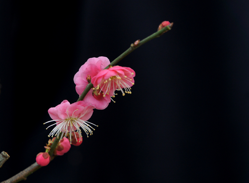 DSC08517A.jpg