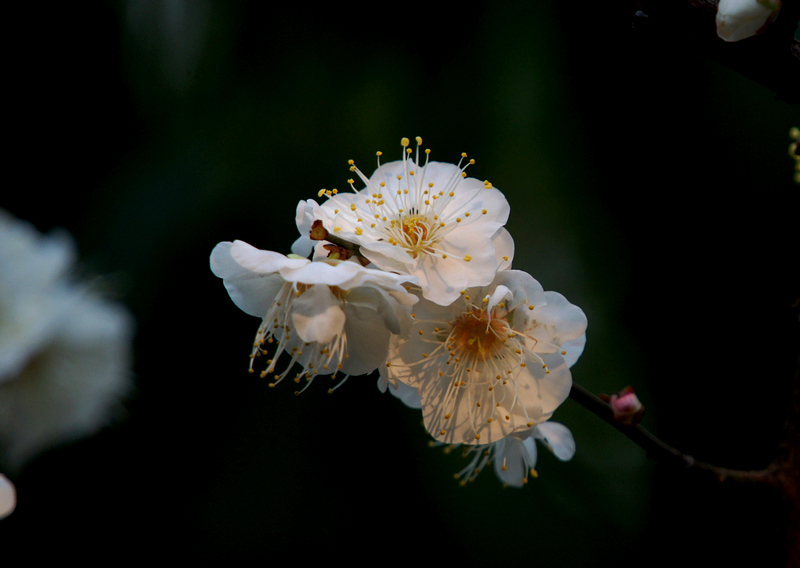 DSC08631A.jpg