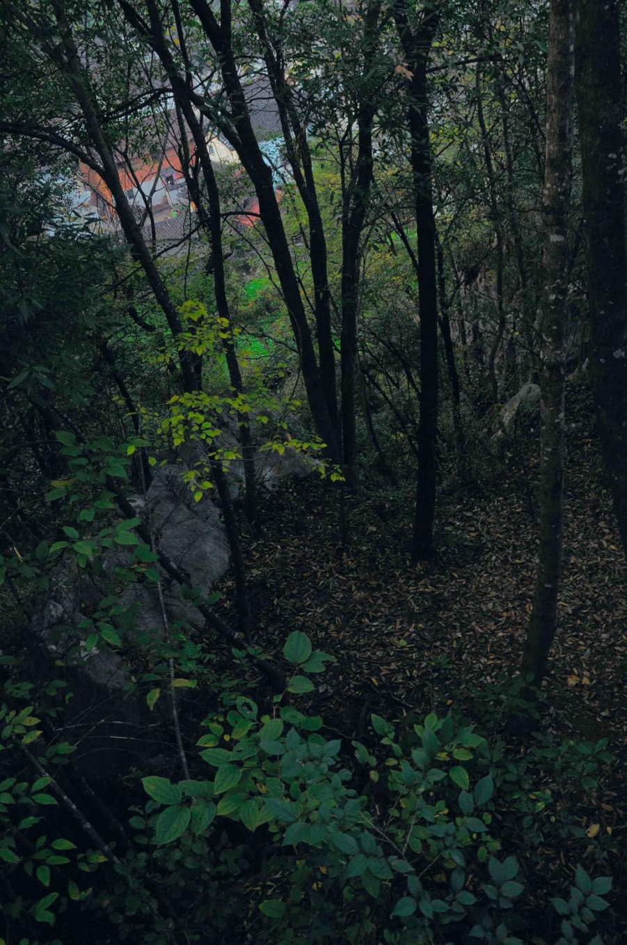 _TLR0741.popup.jpg