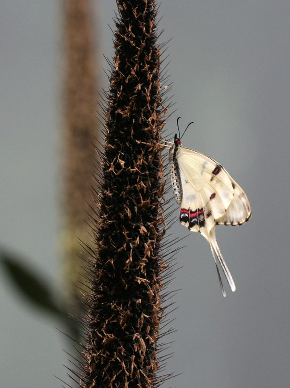 IMG_8493.jpg