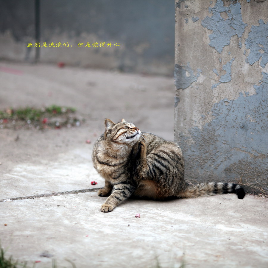 流浪猫长大了04_调整大小.JPG