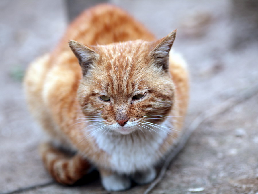 流浪猫长大了11_调整大小.JPG