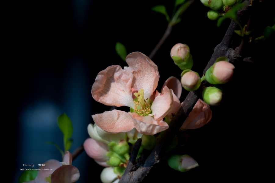 DSC_80131.jpg