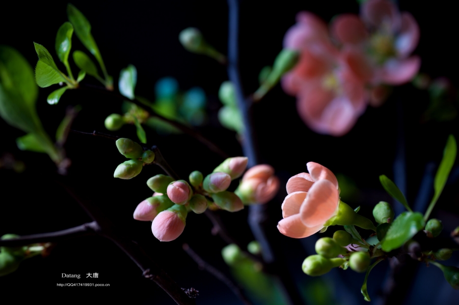 DSC_80251.jpg