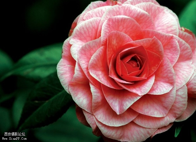 flower07-673x486.jpg