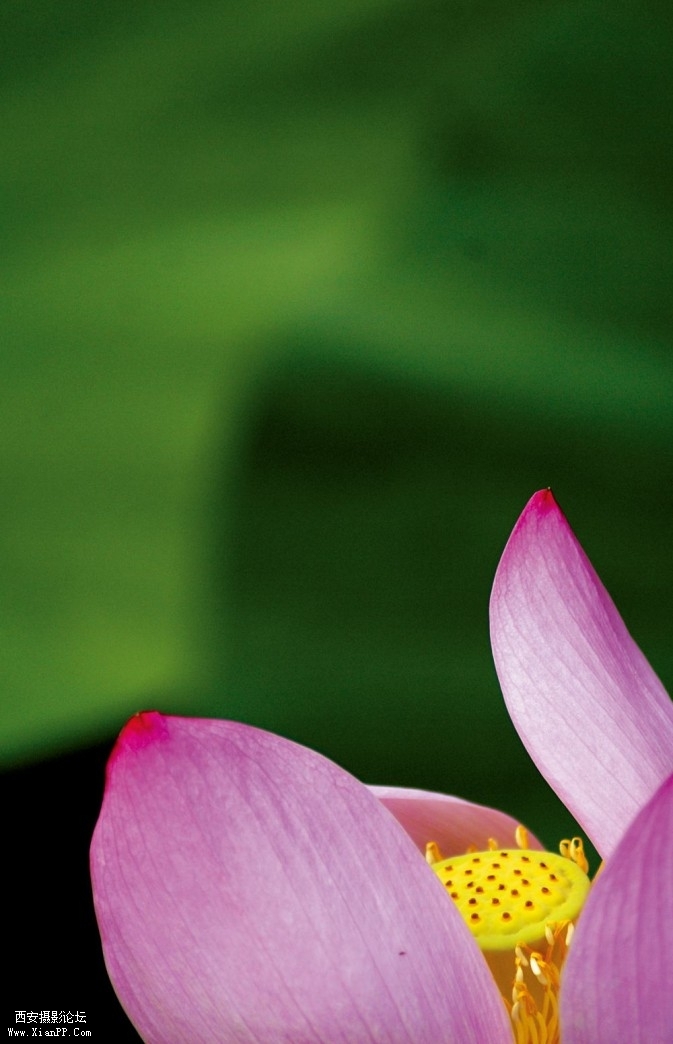 flower12-673x1044.jpg