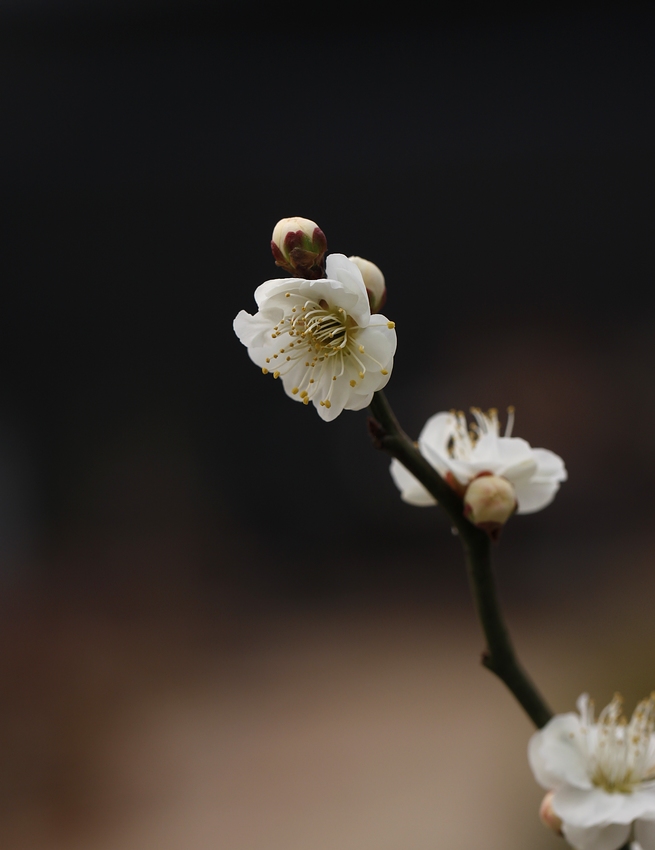 梅花 223A.jpg