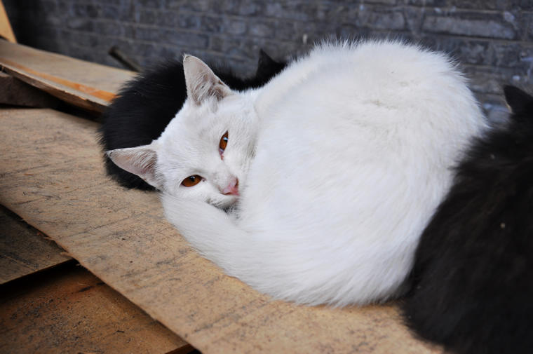 DSC_0058.jpg